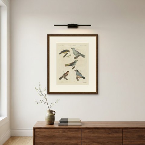 Tanagers and Java Sparrow Songbirds, Antique Bertuch Print, circa 1805, shown framed on a wall, true to size
