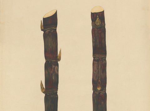 Antique Sugarcane Chromolithograph, Teboe Keong, Java 1892, close-up 3