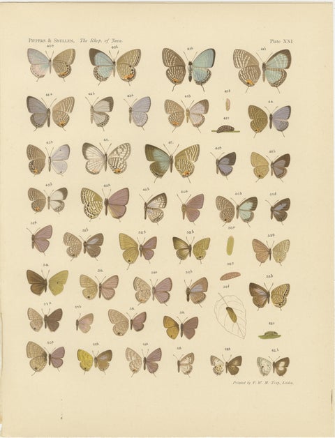 Javanese Butterflies, Three Antique Chromolithograph Plates, Java 1908 to 1910, view 4