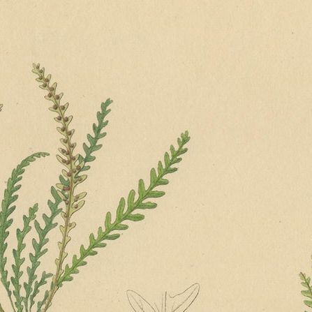 Rare Majestically Handcolored Lithograph of Ferns of Java 'Polypodium', 1829, close-up 1