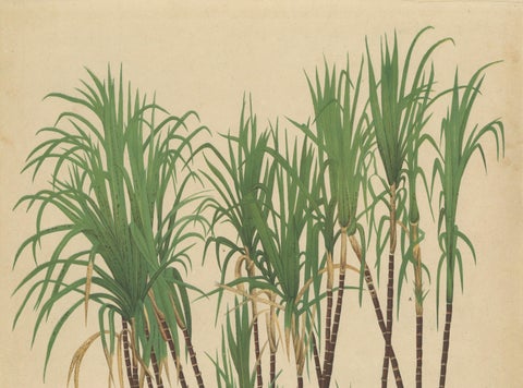 Antique Sugarcane Chromolithograph, Teboe Goela Java, Meyn after Soltwedel 1892, close-up 3
