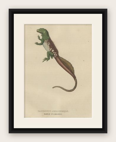 Old Hand-colored Print of a Rare Amboina Sailfin Lizard, shown framed