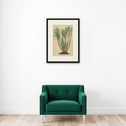 Antique Sugarcane Chromolithograph, Teboe Goela Java, Meyn after Soltwedel 1892, shown framed on a wall, true to size