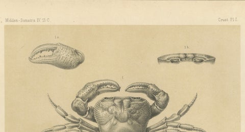 Antique Scientific Print of Lacraud’s Freshwater Crab, Sumatra, 1887, close-up 4