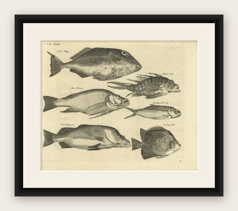Engraving of a Sea Hogg, Amboina Fish, Stone Bream, Indian Herring Etc, Ca. 1744, shown framed