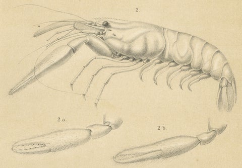 Antique Scientific Print of Sumatran Crab and Prawn, Midden-Sumatra c.1887, close-up 4