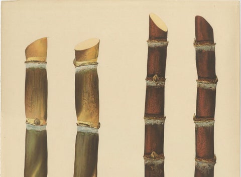 Antique Sugarcane Chromolithograph, Teboe Rapooh and Teboe Merah, 1892, close-up 4