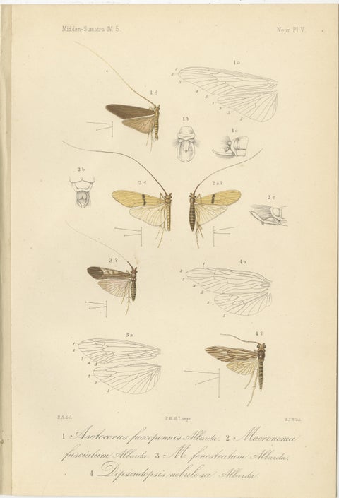 Set of 6 Antique 1887 Sumatra Dragonfly and Insect Lithographs, Fauna Studies, view 6