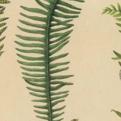 Artfully Handcolored Lithograph of Ferns of Java 'Polypodium', 1829, close-up 2