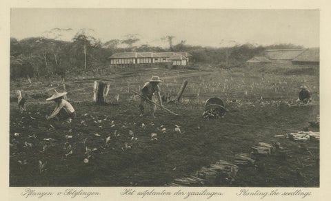 Tobacco Seed Fields, Deli Region, Sumatra, Dutch East Indies, c.1910, close-up 2