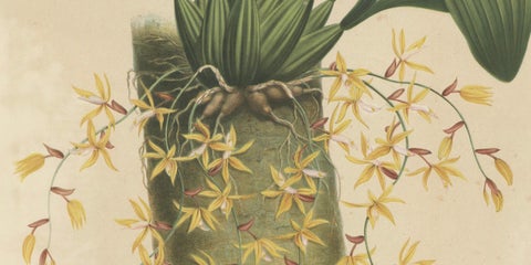 Large Orchid Illustrations of the Dutch East Indies: A Botanical Heritage, 1854, close-up 4