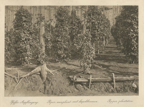 Pepper Plantation & Timber, Sumatra, Antique Kleingrothe Photogravure c.1900, close-up 4