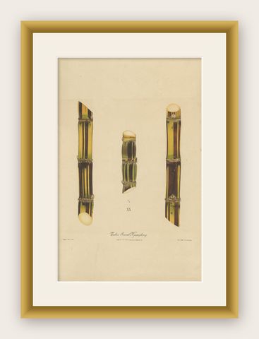 Antique Sugarcane Chromolithograph, Teboe Soerat Njaplong, Java 1892, shown framed