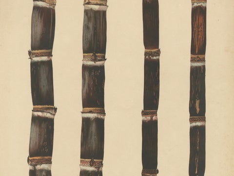 Antique Sugarcane Chromolithograph, Teboe Monjet and Teboe Rapooh Kiang, 1892, close-up 2