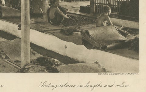 Sorting Tobacco in Lengths and Colors, Sumatra, Kleingrothe Photogravure c.1900, close-up 2