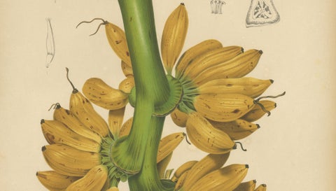 Antique Banana Botanical Chromolithograph by Hoola van Nooten, c. 1880, close-up 4