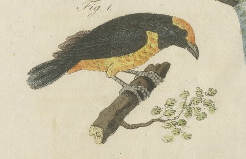 Tanagers and Java Sparrow Songbirds, Antique Bertuch Print, circa 1805, close-up 1