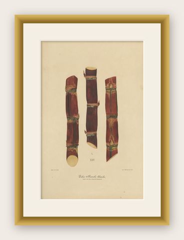 Antique Sugarcane Chromolithograph, Teboe Branche blanche, Java 1892, shown framed