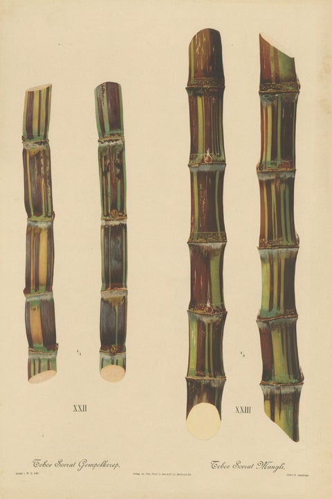 Antique Sugarcane Chromolithograph, Teboe Soerat Gempolkerap and Mangli, 1892, close-up 1