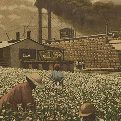 Antique Print 'Schoolplate' of a Cotton Field by F.E. Wachsmuth, circa 1900, close-up 2