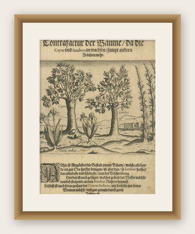 Cashew and Rose Apple Trees with Pepper and Crocus Indicus, de Bry, 1600, shown framed
