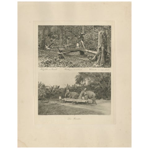 Logging Elephants, Lau Boentoe, Antique Dutch East Indies Photo c.1910