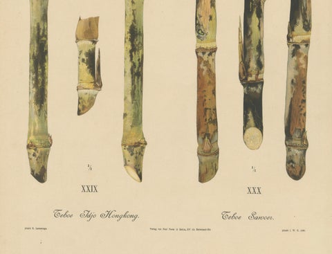 Antique Sugarcane Chromolithograph Pair, Teboe Tjio Hongkong & Saroer, 1892, close-up 3