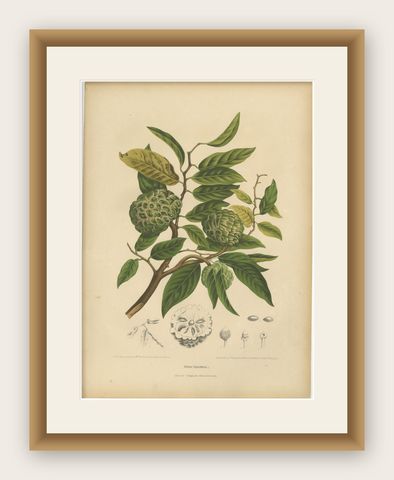 Antique Sugar Apple Botanical Chromolithograph by Hoola van Nooten, c. 1880, shown framed