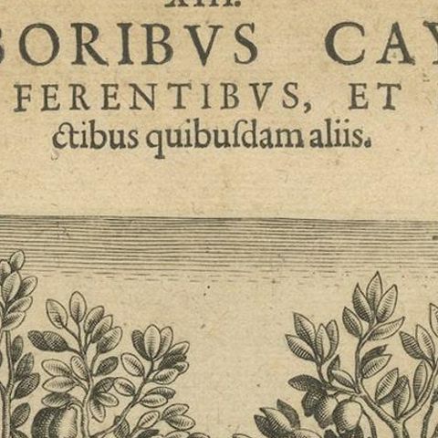 Exotic Flora of the Indies: The Cajus and Jambos Trees Copper Engraved in 1601, close-up 6