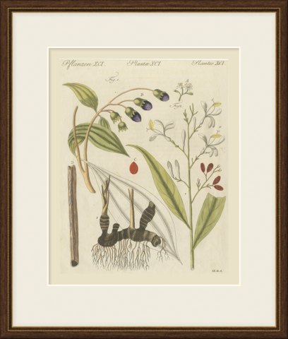 Cassia Cinnamon and Galangal Spices, Antique Bertuch Print, circa 1805, shown framed