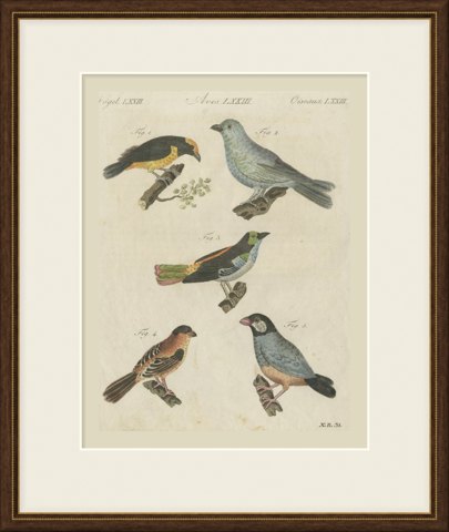 Tanagers and Java Sparrow Songbirds, Antique Bertuch Print, circa 1805, shown framed