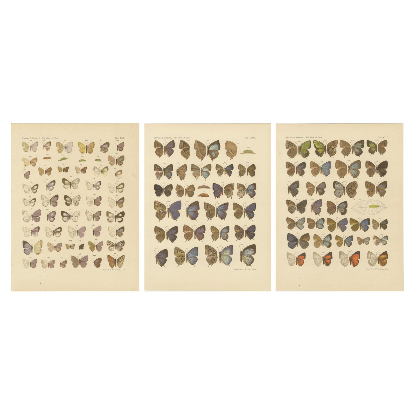 Rare Antique Butterfly Prints, Javanese Species, Set of Three Plates, 1908