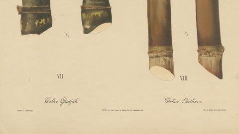 Antique Sugarcane Chromolithograph, Teboe Gadjah and Teboe Boethers, 1892, close-up 3