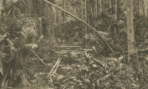 Aboeng Jungle, Sumatra, Antique Photogravure by C.J. Kleingrothe c.1900, close-up 4