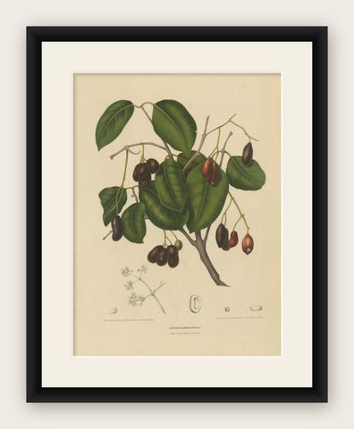 Sizygium Jambolanum, Java Plum Botanical Lithograph c.1863, shown framed