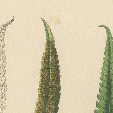 Rare, Artfully Handcolored Lithograph of Ferns of Indonesia (Polypodium), 1829, close-up 1