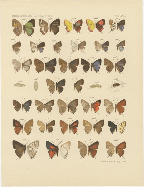 Victorian Butterfly Plates, The Rhopalocera of Java by Piepers & Snellen, 1908, view 2