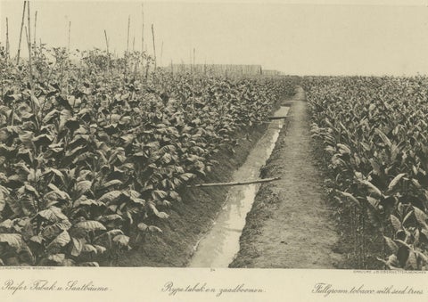 Sumatra Tobacco Cultivation & Drying Barns, Deli Estates Photographic Pair 1910, close-up 3