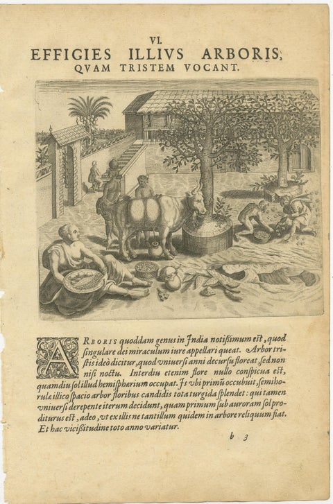 De Bry’s India and East Indies, Cockfights, Sacred Trees & Exotic Animals, 1598, view 3