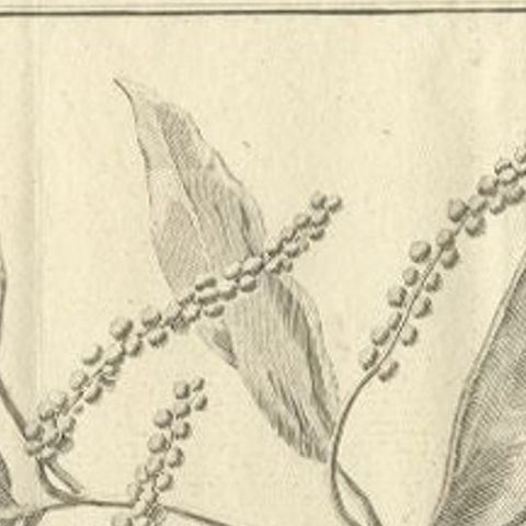 Antique Print of a Pepper Branch, 1739, close-up 1