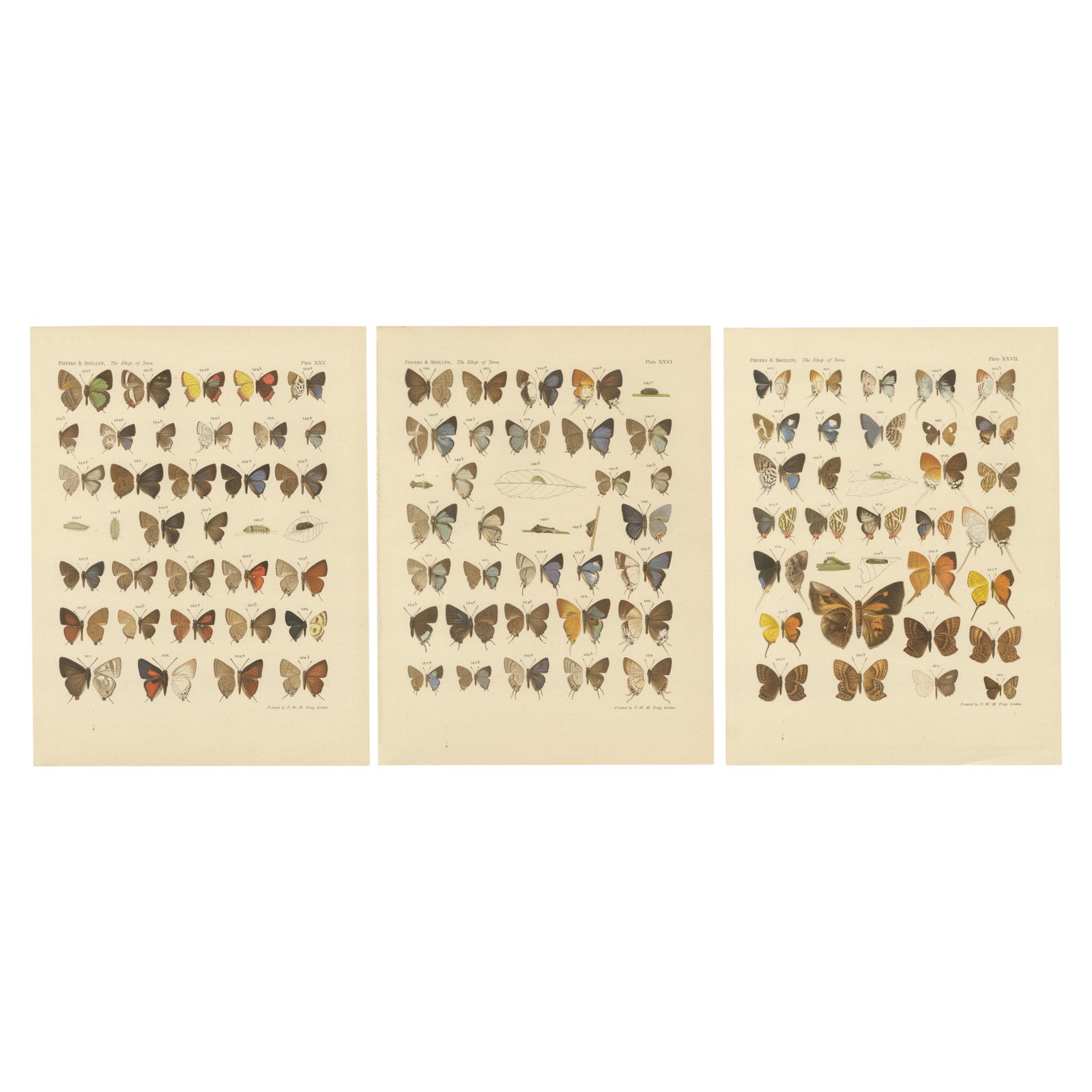 Victorian Butterfly Plates, The Rhopalocera of Java by Piepers & Snellen, 1908