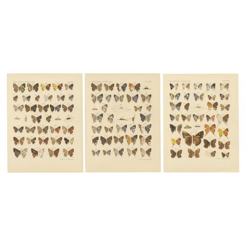 Victorian Butterfly Plates, The Rhopalocera of Java by Piepers & Snellen, 1908