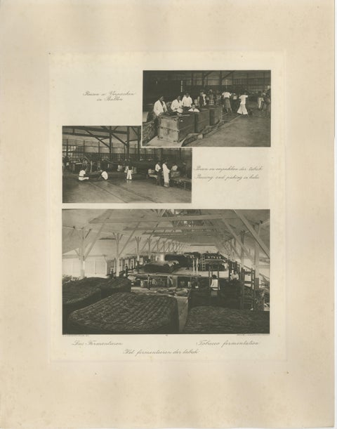 Tobacco Fermentation & Packing, Deli, Sumatra, Kleingrothe, c.1900, view 2