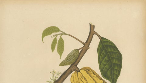Antique White Cacao Botanical Chromolithograph by Hoola van Nooten, c. 1880, close-up 3