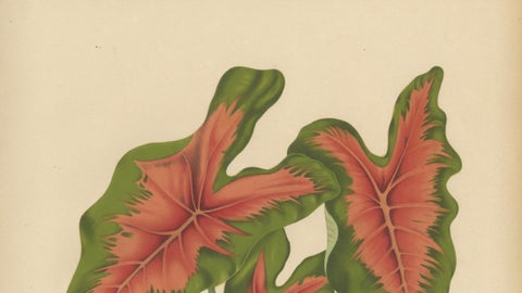 Heart of Jesus Caladium, Original Antique Botanical Print by van Nooten, c.1880, close-up 2