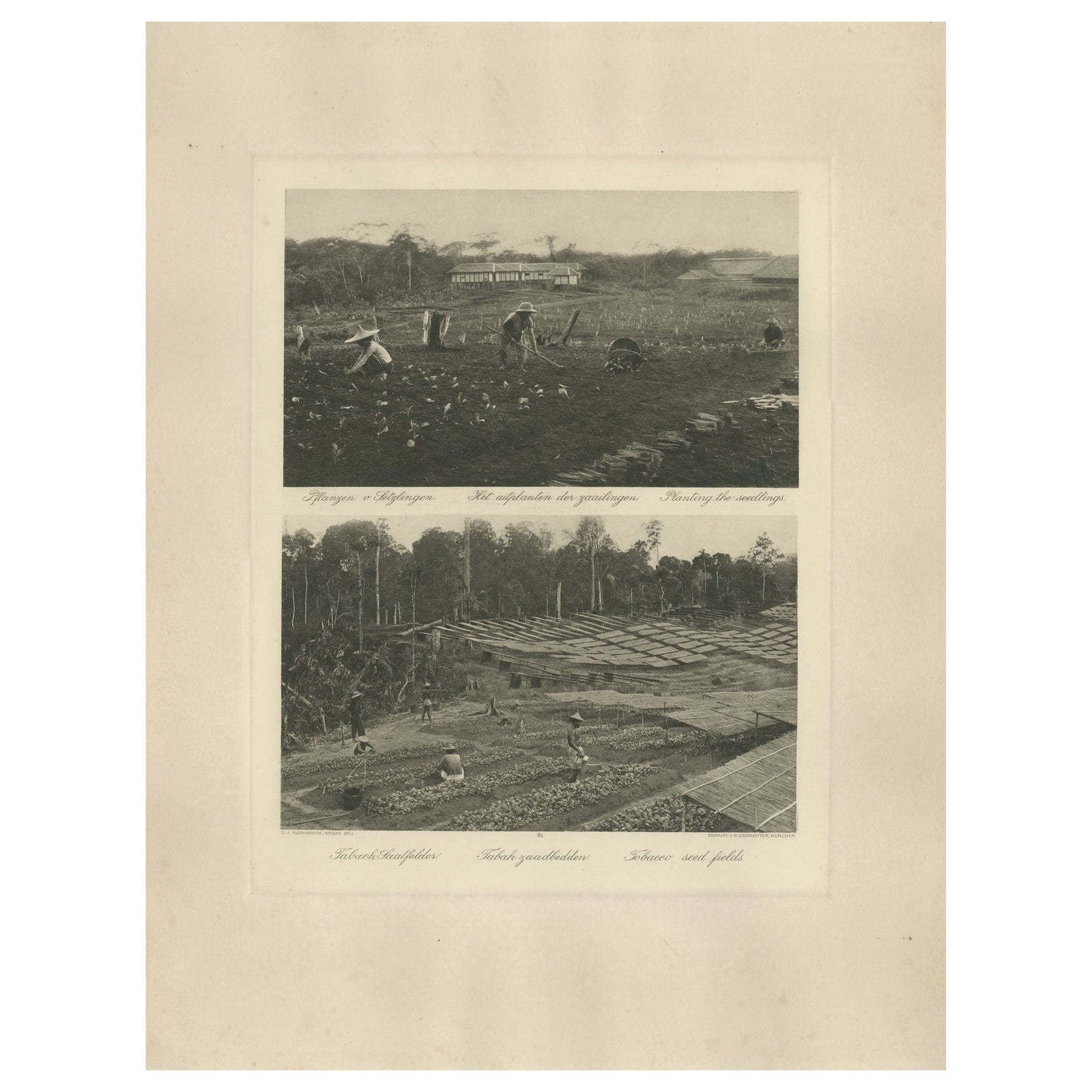 Tobacco Seed Fields, Deli Region, Sumatra, Dutch East Indies, c.1910
