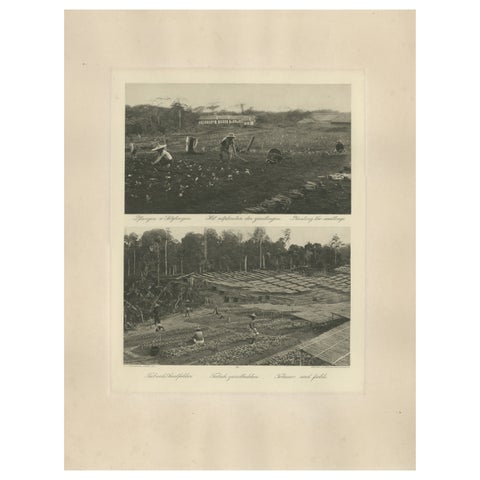Tobacco Seed Fields, Deli Region, Sumatra, Dutch East Indies, c.1910