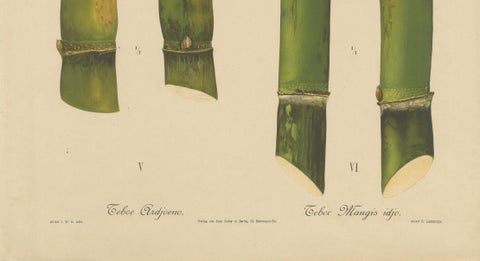 Antique Sugarcane Chromolithograph, Teboe Ardjoeno and Teboe Mangis idjo, 1892, close-up 3