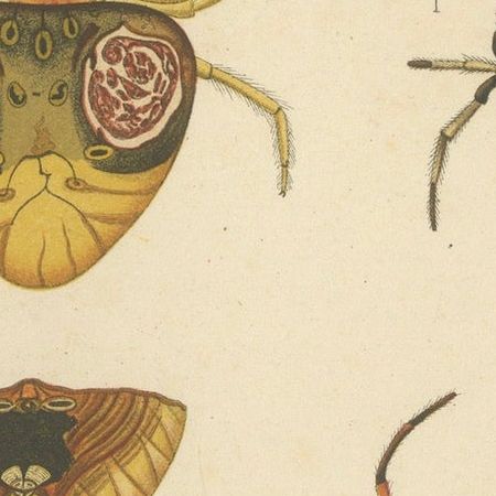 Sumatra Gasteracantha Spiders, Antique Natural History Print c.1887, close-up 6