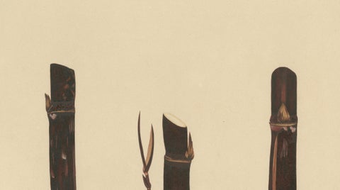 Antique Sugarcane Chromolithograph, Teboe Djampirik, Java 1892, close-up 3